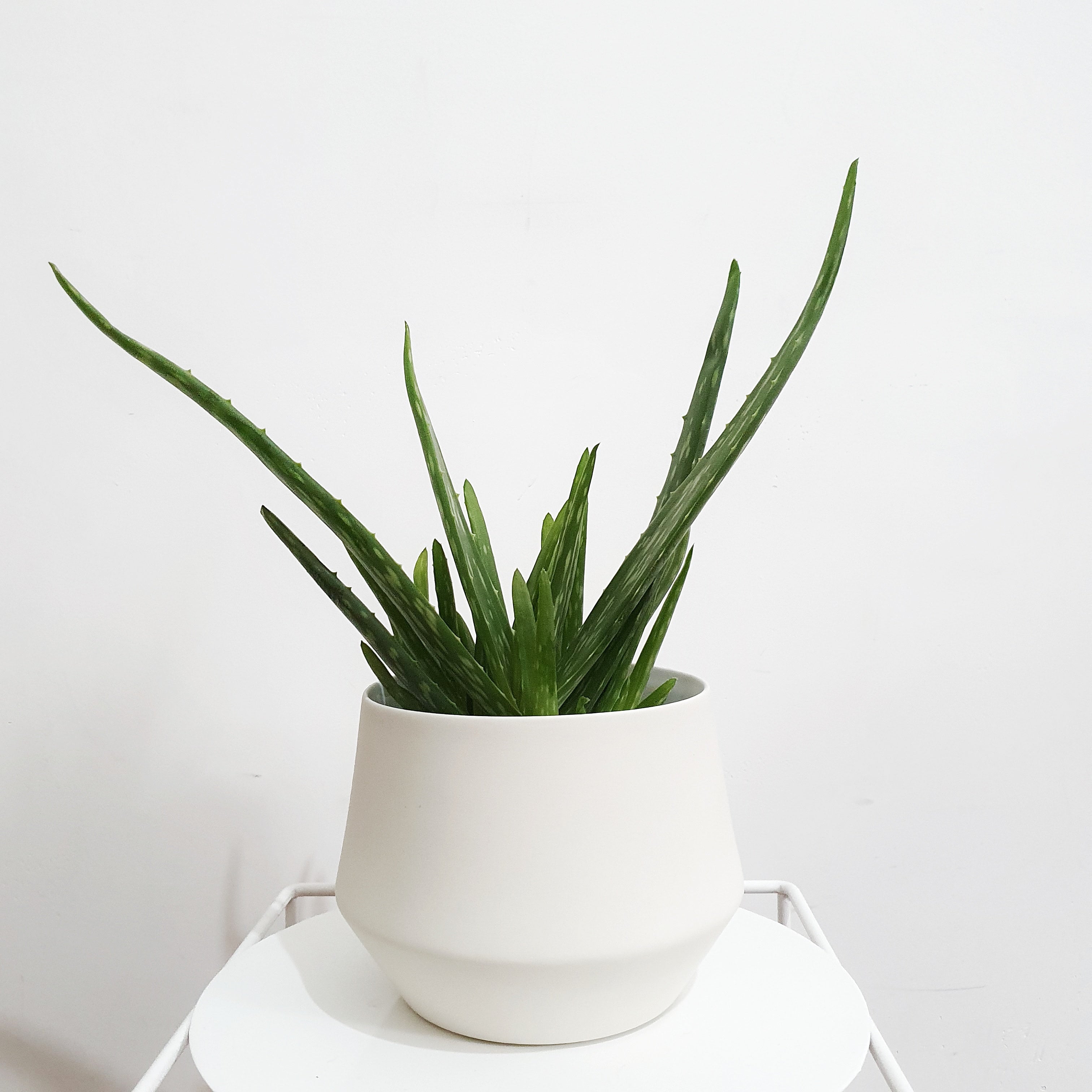 Aloe Vera Chinensis (Aloe Vera) - 13cm pot